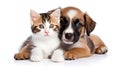 Friendship Between Animals - Kitten and Small Puppy Together - Generative Ai