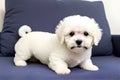 A fluffy white bichon frise looking up with a sweet innocent expression while sitting generated by ai