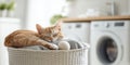 A heartwarming image of a ginger cat curled up and napping peacefully in a laundry basket Royalty Free Stock Photo