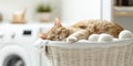 A heartwarming image of a ginger cat curled up and napping peacefully in a laundry basket Royalty Free Stock Photo