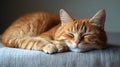 Peaceful Ginger Cat Napping Serene Portrait in Soft Light Royalty Free Stock Photo