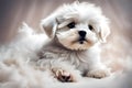 A heartwarming image of a Maltese puppy
