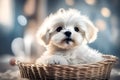 A heartwarming image of a Maltese puppy