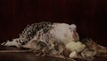 Mother Turkey with Newly Hatched Chicks in the Nest Royalty Free Stock Photo