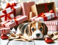 Puppy Beagle Lying Near Damaged Colorful Gift Boxes