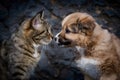 A heartwarming image of a tabby cat and fluffy puppy bonding together