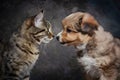 A heartwarming image of a tabby cat and fluffy puppy bonding together