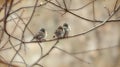 Three Sparrows Snuggled Together on a Winter Branch, A Cozy Scene Royalty Free Stock Photo