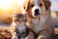 Heartwarming interaction Isolated shot of a cat and Labrador meeting Royalty Free Stock Photo