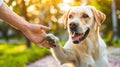 Heartwarming moment labrador dog offers paw to man in close up, symbolizing loyalty and trust Royalty Free Stock Photo