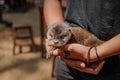 Adorable Encounter: Holding a Cute Opossum-Like Creature