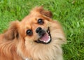 Joyful Chihuahua-Poodle-Pomeranian Mix in Grassy Meadow