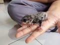 Curious Baby Squirrel Perched on a Palmed Oasis