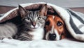 Generative AI, Furry Best Friends: A Cat and Dog Cuddle Up on a Cozy Bed Royalty Free Stock Photo