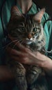 a vet cradles a sweet maine coon cat in her hands gently, providing tender care