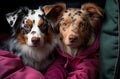 heartwarming scene, cute and curious dogs find a cozy haven under a warm clothes