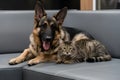 A heartwarming scene of a German Shepherd and tabby cat lounging together