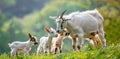 Heartwarming scene of a mother goat watching over her playful kids