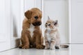 A heartwarming scene of a puppy and kitten sitting together with innocence