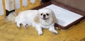 Pekingese