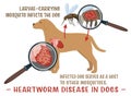 Heartworm disease in dogs. Editable vector illustration.