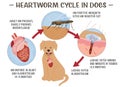Heartworm disease in dogs. Editable vector illustration.