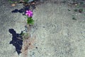 Lone Pink Periwinkle flower growing in the expansion gap in a concrete street.