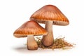 Hearty Forest porcini mushrooms. Generate Ai