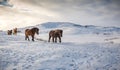 Hearty Icelandic horses walk across meadow of snow in Winter. Royalty Free Stock Photo