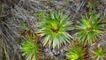 Paramo plants