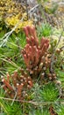 Paramo plants