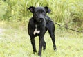 Skinny black Lab Pitbull mix breed dog adoption photograph Royalty Free Stock Photo