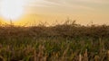 Heat field. Ears of golden wheat close up. Royalty Free Stock Photo