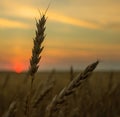 Heat field. Ears of golden wheat close up. Royalty Free Stock Photo