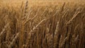 Heat field. Ears of golden wheat close up. Royalty Free Stock Photo