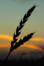 Heat field. Ears of golden wheat close up. Royalty Free Stock Photo