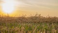 Heat field. Ears of golden wheat close up. Royalty Free Stock Photo