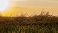 Heat field. Ears of golden wheat close up. Royalty Free Stock Photo