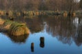 Silence in the swamps at sunrise