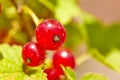Heat makes the intense red of the currants resurface