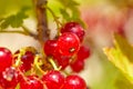 Heat makes the intense red of the currants resurface