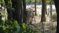 Heat period: Cow standing in the shadow