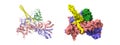 Heat-shock protein 90 dimer (pink-blue)-HSP90 co-chaperone Cdc37 (yellow)-cyclin-dependent kinase 4