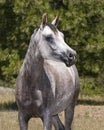 Heat Shot of a Grey Arabian Horse Mare Royalty Free Stock Photo