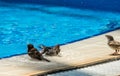 A heat. Sparrows bathe and drink water from the pool