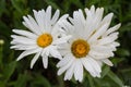 Heath aster, snow flurry flower