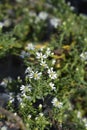 Heath aster Snow Flurry