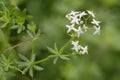 Heath Bedstraw