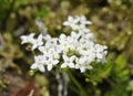 Heath Bedstraw Royalty Free Stock Photo