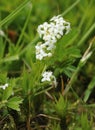 Heath Bedstraw Royalty Free Stock Photo